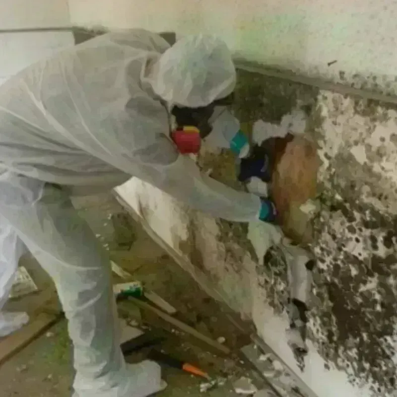 Mold Remediation and Removal in Bethel, AK